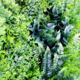 Zoom 2 87477