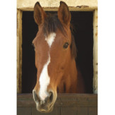 Zoom 1 77375 Zoom 1 77375