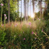 Zoom 1 85105 Zoom 1 85105