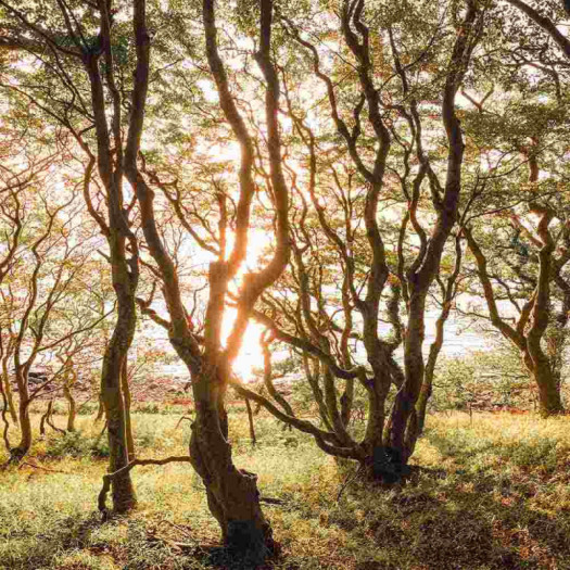 Zoom 1 85926 Zoom 1 85926